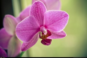 Орхидейка