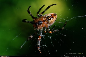 Spider Expression