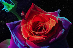 Космическая роза