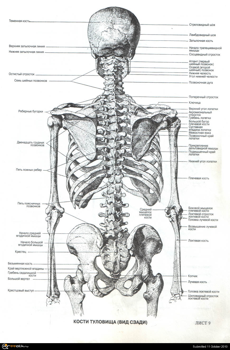 Скелет человека спина. Кости туловище анатомия строение.