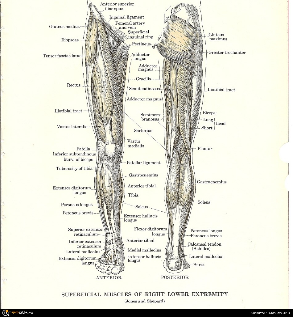 Часть ноги на б. Кости и мышцы нижних конечностей. Тело человека анатомия голень. Анатомия части ноги человека. Скелет и строение мышц на ноге.