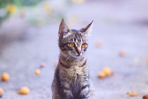 Кот и абрикосы