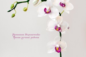 Орхидея фпленопсис