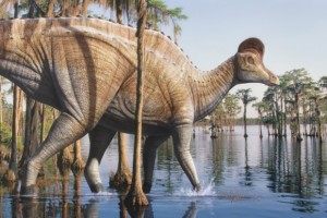 Corythosaurus Casuarius