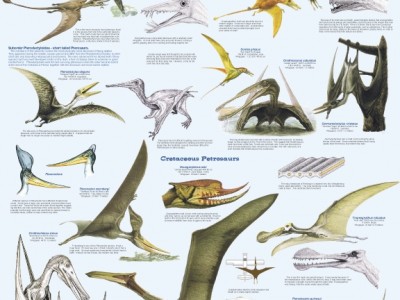 petrosauria-104-web.jpg