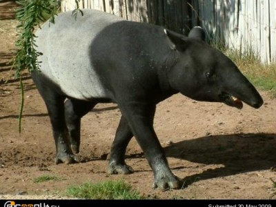 Malayan tapir.JPG
