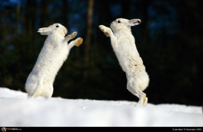 Boxing Arctic Hares.jpg