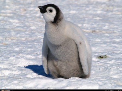  пингвина.jpg