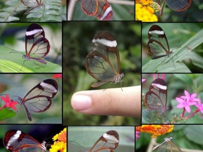 butterfly-001.jpg