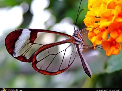butterfly-003.jpg