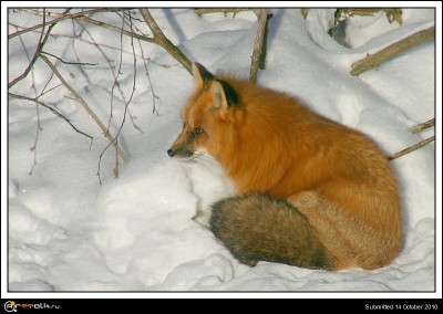 Fox-on_snow.jpg