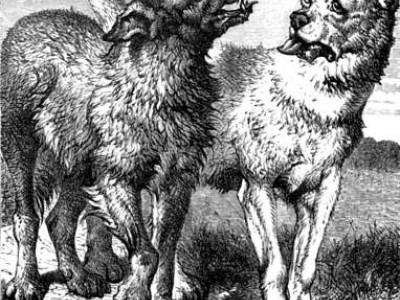 dog-and-wolf .jpg