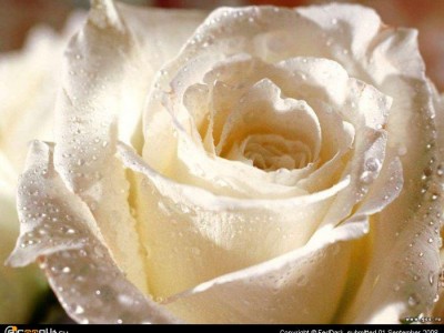 Белая роза.jpg