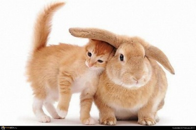 funny-cat-picture-when-cats-buy-impractical-hats.jpg