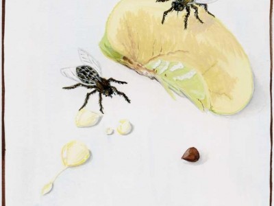 Alex  Wer Graf&amp;. Мухи, яблоко и мёд.jpg