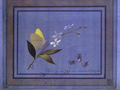 Ф. Толстой. Цветок, бабочка и мухи.jpg