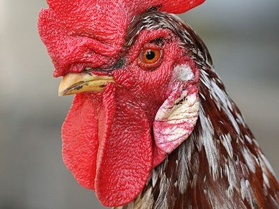 mean-rooster.jpg