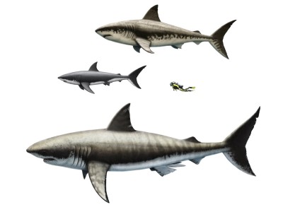 Sharks_comparison_small.jpg