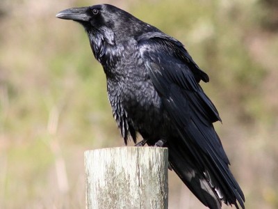 683px-Common_raven_by_.jpg