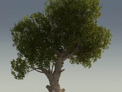 Tree_2.jpg