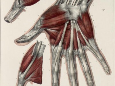 Muscles and tendons of the hand2.jpg