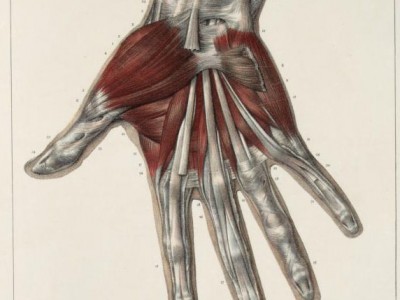 Muscles and tendons of the hand.jpg