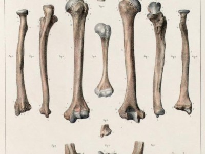 Humerus, radius and ulna of an adult and infant.jpg
