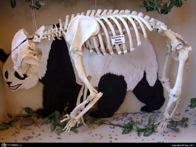 skelet-pandy.jpg