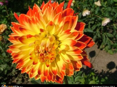 7art-00256_Dahlia-Decorative-yellow-red-flower-1.jpg