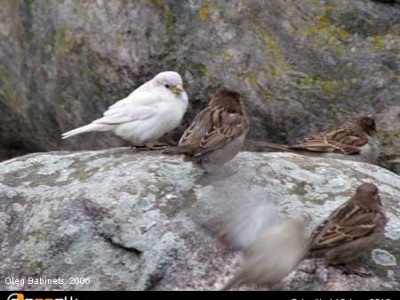 white-bird-sparrow-4564.jpg