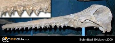 squalodon_toothed_whale.jpg