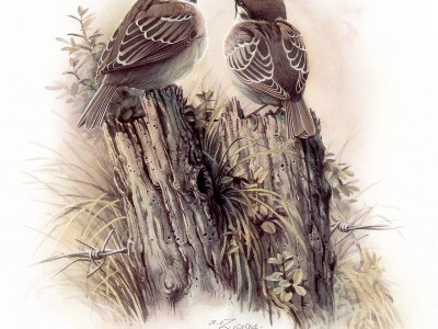 birds (26).jpg